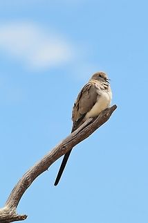 Namaqua Dove - Puffball A young female Namaqua Dove poses perched on a dried tree stump, as seen in the wilds of Namibia, southwestern Africa.  Geotagged,Namaqua Dove,Namibia,Oena capensis,Spring,blue,cute,female,grey,perched