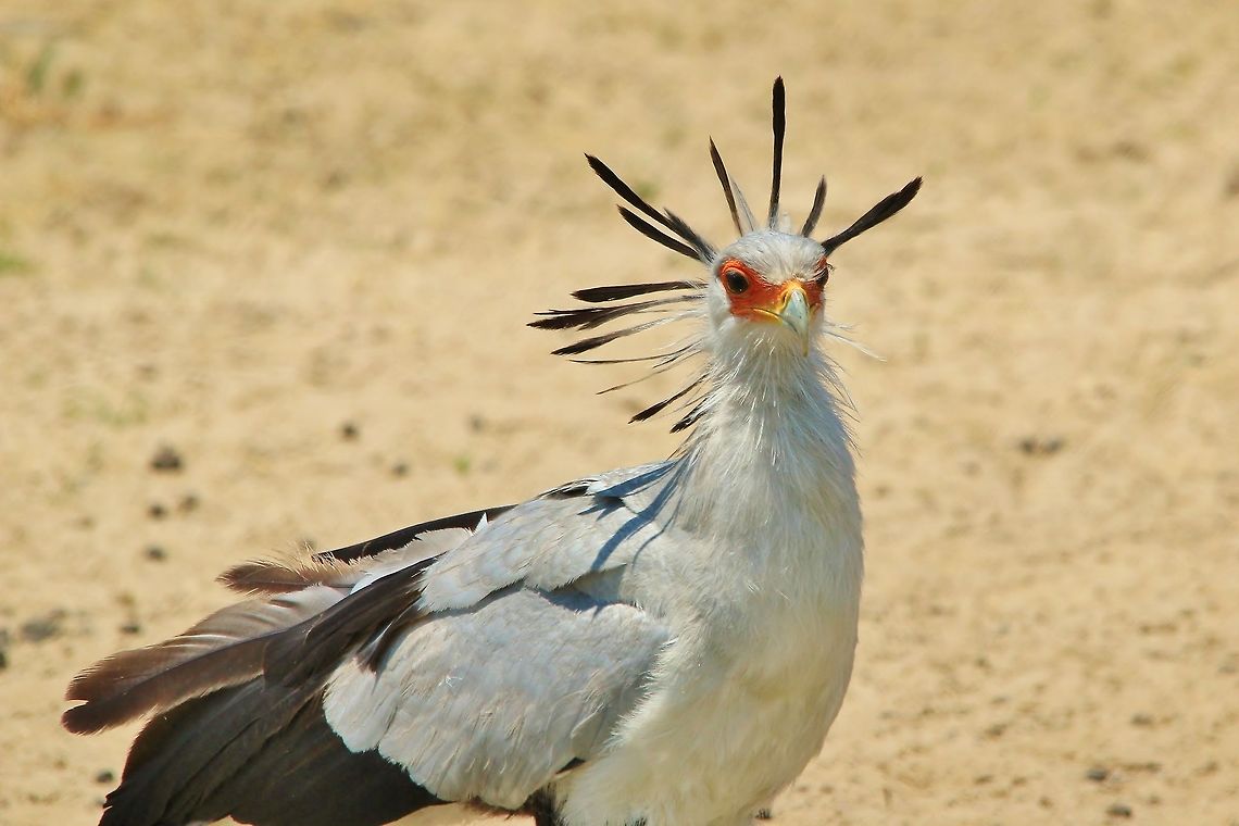 Secretary Bird - Royalty of the Bush A Secretary Bird shows off its crest, almost representing a crown of sorts.  As this predatory bird catches snakes (among others), it is loved by locals and people of the land.  With its long legs it can easily fight a snake without risking its vital organs possibly being struck with envenomed fangs.  Geotagged,Namibia,Sagittarius serpentarius,Secretary Bird,Spring,crest,display,feathers