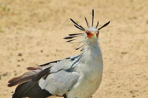 Secretary Bird - Royalty of the Bush A Secretary Bird shows off its crest, almost representing a crown of sorts.  As this predatory bird catches snakes (among others), it is loved by locals and people of the land.  With its long legs it can easily fight a snake without risking its vital organs possibly being struck with envenomed fangs.  Geotagged,Namibia,Sagittarius serpentarius,Secretary Bird,Spring,crest,display,feathers
