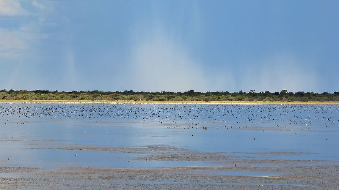 Nyae Nyae Pans - Wetland in the Making This photograph entails part of the great Nyae Nyae Pans in the Namibian northeast.  Although I have not indicated a specific species, one can see thousands upon thousands of birds on this magnificent pan.  Mostly seen here are Red-knobbed Coot (the little black dots), Red-billed Teal and the white birds in the back are of Lesser and Greater Flamingo.  <br />
<br />
Nyae Nyae is a natural pan that fills up with good rainy seasons.  The water turns salty as the rock underneath is of Calcrete.  This makes for perfect habitat.  On a good year, over 150 species can be identified in this small pan system.  <br />
<br />
The pan itself is pretty isolated and there is only one way in.  Namibia is also in the process of getting the pan recognized as an international Wetland (lots of legal stuff involved).  Flamingo will breed here as well.  The most famous of this pan system is the Wattled Crane (rare and endangered).  <br />
<br />
With this image I am attempting show part of the magnitude of this pan system and the glorious life that exists there.  Very few people go visit it, and it is this isolation that is turning the system into a real life treasure for all whom are willing to go the extra mile.   Geotagged,Namibia,Nyae Nyae Pan,Summer,ducks,flamingo,geese,pan,rain,water,wetland
