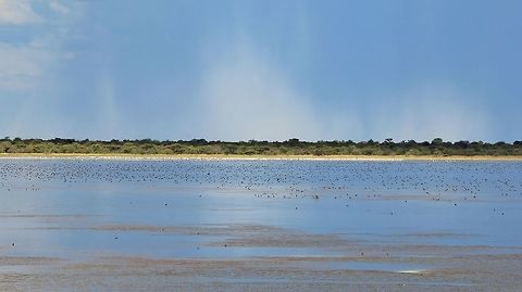 Nyae Nyae Pans - Wetland in the Making This photograph entails part of the great Nyae Nyae Pans in the Namibian northeast.  Although I have not indicated a specific species, one can see thousands upon thousands of birds on this magnificent pan.  Mostly seen here are Red-knobbed Coot (the little black dots), Red-billed Teal and the white birds in the back are of Lesser and Greater Flamingo.  

Nyae Nyae is a natural pan that fills up with good rainy seasons.  The water turns salty as the rock underneath is of Calcrete.  This makes for perfect habitat.  On a good year, over 150 species can be identified in this small pan system.  

The pan itself is pretty isolated and there is only one way in.  Namibia is also in the process of getting the pan recognized as an international Wetland (lots of legal stuff involved).  Flamingo will breed here as well.  The most famous of this pan system is the Wattled Crane (rare and endangered).  

With this image I am attempting show part of the magnitude of this pan system and the glorious life that exists there.  Very few people go visit it, and it is this isolation that is turning the system into a real life treasure for all whom are willing to go the extra mile.   Geotagged,Namibia,Nyae Nyae Pan,Summer,ducks,flamingo,geese,pan,rain,water,wetland