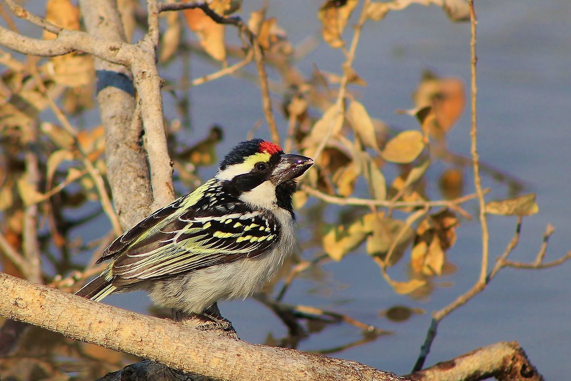 Pied Barbet - African Colors An Acacia Pied Barbet visits a watering hole in Namibia, southwestern Africa.  As the name states, this bird occurs within the Acacia (thorn trees and bush) habitat, its colors blending in perfectly with its surroundings, especially when these bush and trees are in bloom.  I will attach a photograph of such Acacia trees in bloom so that you can compare the matching colors.  Thus camouflage is excellent, although it does not look like it in this image. <br />
<br />
The strong and rather large beak shows this bird&#039;s feeding potential, probably focused on hard shelled seeds, and possibly to break open tough pods of the Acacia in order to get to the seeds. <br />
<br />
<figure class="photo"><a href="https://www.jungledragon.com/image/26200/blackthorn_-_acacia_mellifera_-_invasive_beauty.html" title="Blackthorn - Acacia mellifera - Invasive Beauty"><img src="https://s3.amazonaws.com/media.jungledragon.com/images/2011/26200_thumb.JPG?AWSAccessKeyId=05GMT0V3GWVNE7GGM1R2&Expires=1763596810&Signature=So%2Fdg7eKBDREaO2Aoh8kiRZbyMQ%3D" width="200" height="134" alt="Blackthorn - Acacia mellifera - Invasive Beauty A Blackthorn (Acacia mellifera) in bloom during the start of the African summer.  This bush is considered an &quot;invasive&quot; species as basically it sucks up all the rain water surrounding its root system, and deny grass from growing around it as sunlight is also consumed first by the bush.  Because it prevents grass species from growing, its title as invasive and &quot;problem bush&quot; was given.  Naturally it also reproduces at a fast speed.     Geotagged,Invasive species,Namibia,Senegalia mellifera,Winter,bloom,flower,invasive,smell,sweet,white" /></a></figure>  (Acacia mellifera in bloom)<br />
<br />
<figure class="photo"><a href="https://www.jungledragon.com/image/26201/camel_thorn_tree_blossoms_-_golden_balls.html" title="Camel Thorn Tree Blossoms - Golden Balls"><img src="https://s3.amazonaws.com/media.jungledragon.com/images/2011/26201_thumb.JPG?AWSAccessKeyId=05GMT0V3GWVNE7GGM1R2&Expires=1763596810&Signature=fykq7WMAFOogETBwlUeZ5esfANY%3D" width="200" height="134" alt="Camel Thorn Tree Blossoms - Golden Balls The age-old and classic tree, Camel Thorn.  Photographed in Namibia, but occurring through-out most of Southern Africa.  This tree represents power and strength.  It can grow hundreds of years old, and with a very deep tap root system, survive the severest of droughts.  Thus its apparent immortality is admired by all within countries like Namibia.  <br />
<br />
Because of the extreme tap root, these trees are also used by water drillers (borehole or well drillers) who look for areas where these giant trees lie in line, indicating the water vein direction underground.  It is protected in Namibia and basically all the big trees are considered National Monuments - this determined once the tree exceeds 50 years of life.  Then, needless to say, the penalty for illegal harvesting a tree becomes extreme.  <br />
<br />
A lovely tree that is used by a great variety of animals and birds alike.  For the Giraffe, these golden sweet balls are irresistible.   Geotagged,Namibia,Vachellia erioloba,Winter,balls,bloom,flower,golden,grand,magnificent,monument,summer" /></a></figure>  (Acacia erioloba in bloom). Acacia pied barbet,Geotagged,Namibia,Tricholaema leucomelas,Winter,beak,beautiful,camouflage,red,shy,yellow