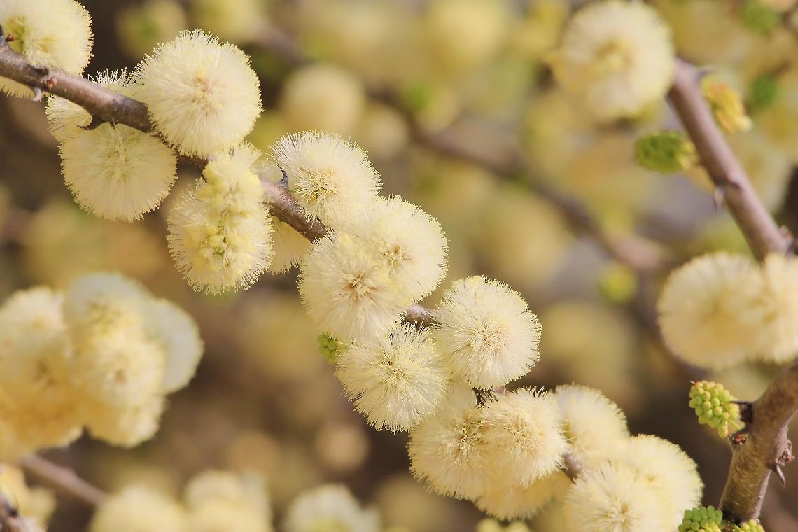 Blackthorn - Acacia mellifera - Invasive Beauty A Blackthorn (Acacia mellifera) in bloom during the start of the African summer.  This bush is considered an &quot;invasive&quot; species as basically it sucks up all the rain water surrounding its root system, and deny grass from growing around it as sunlight is also consumed first by the bush.  Because it prevents grass species from growing, its title as invasive and &quot;problem bush&quot; was given.  Naturally it also reproduces at a fast speed.     Geotagged,Invasive species,Namibia,Senegalia mellifera,Winter,bloom,flower,invasive,smell,sweet,white