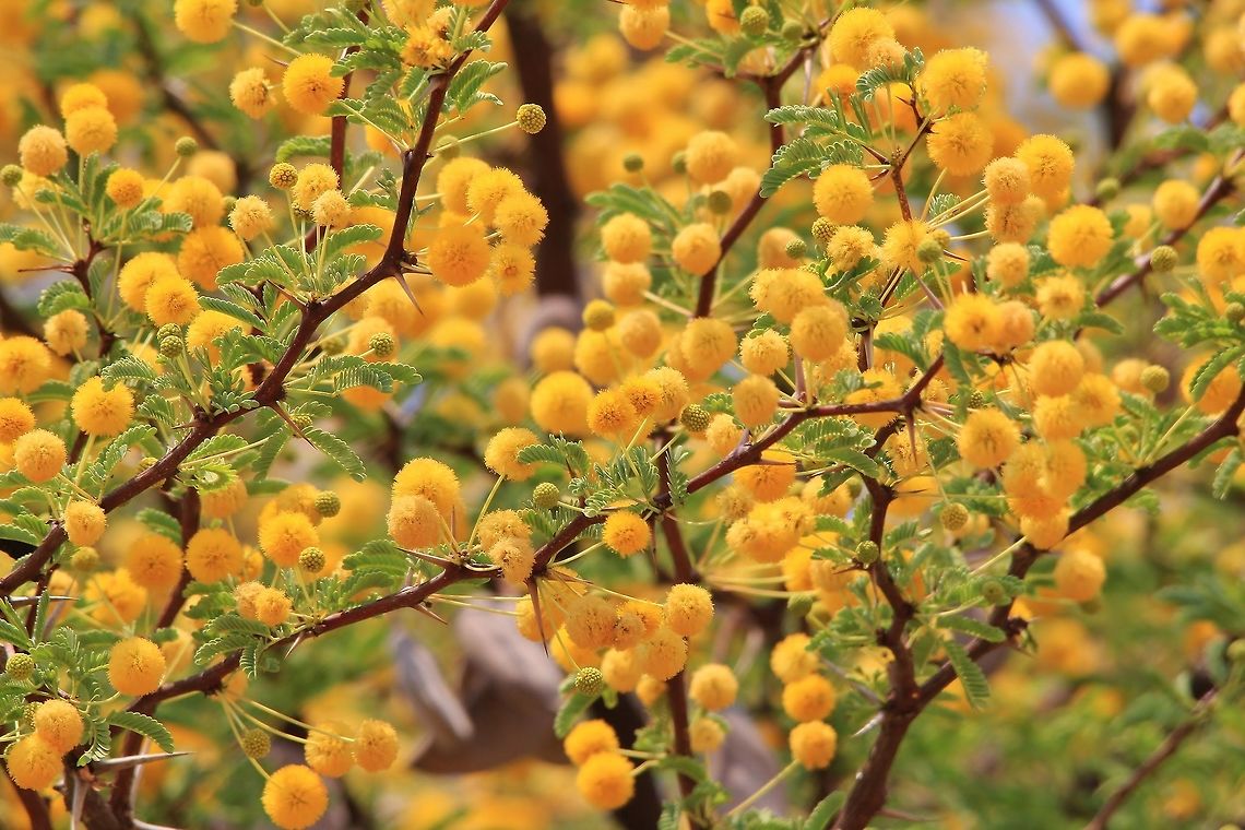 Camel Thorn Tree Blossoms - Golden Balls The age-old and classic tree, Camel Thorn.  Photographed in Namibia, but occurring through-out most of Southern Africa.  This tree represents power and strength.  It can grow hundreds of years old, and with a very deep tap root system, survive the severest of droughts.  Thus its apparent immortality is admired by all within countries like Namibia.  <br />
<br />
Because of the extreme tap root, these trees are also used by water drillers (borehole or well drillers) who look for areas where these giant trees lie in line, indicating the water vein direction underground.  It is protected in Namibia and basically all the big trees are considered National Monuments - this determined once the tree exceeds 50 years of life.  Then, needless to say, the penalty for illegal harvesting a tree becomes extreme.  <br />
<br />
A lovely tree that is used by a great variety of animals and birds alike.  For the Giraffe, these golden sweet balls are irresistible.   Geotagged,Namibia,Vachellia erioloba,Winter,balls,bloom,flower,golden,grand,magnificent,monument,summer