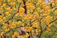 Camel Thorn Tree Blossoms - Golden Balls The age-old and classic tree, Camel Thorn.  Photographed in Namibia, but occurring through-out most of Southern Africa.  This tree represents power and strength.  It can grow hundreds of years old, and with a very deep tap root system, survive the severest of droughts.  Thus its apparent immortality is admired by all within countries like Namibia.  <br />
<br />
Because of the extreme tap root, these trees are also used by water drillers (borehole or well drillers) who look for areas where these giant trees lie in line, indicating the water vein direction underground.  It is protected in Namibia and basically all the big trees are considered National Monuments - this determined once the tree exceeds 50 years of life.  Then, needless to say, the penalty for illegal harvesting a tree becomes extreme.  <br />
<br />
A lovely tree that is used by a great variety of animals and birds alike.  For the Giraffe, these golden sweet balls are irresistible.   Geotagged,Namibia,Vachellia erioloba,Winter,balls,bloom,flower,golden,grand,magnificent,monument,summer
