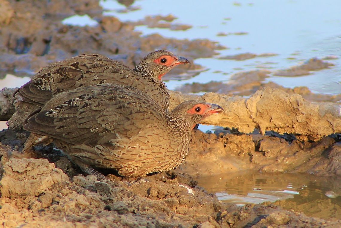 Swainson's Francolin - Camouflage A pair of Swainson&#039;s Francolin visit a watering hole in Namibia.  One can clearly see how the plumage blends in with the brownish grey sand and general surroundings.  This bird can fly, but only for short distances (similar to the Guinea Fowl).  Relying on its camouflage is the common tactic used to remain hidden.  Secondly, it will feed and nest under heavy Acacia mellifera bush (thorn bush).  The thorns and mass of entangled spiny branches protects its from scavengers and predators like Jackals and Eagles.   Francolinus swainsonii,Geotagged,Namibia,Swainson's francolin,Winter,camouflage,francolin,game bird,grey,plumage,red