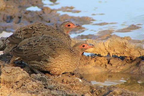 Swainson's Francolin - Camouflage A pair of Swainson's Francolin visit a watering hole in Namibia.  One can clearly see how the plumage blends in with the brownish grey sand and general surroundings.  This bird can fly, but only for short distances (similar to the Guinea Fowl).  Relying on its camouflage is the common tactic used to remain hidden.  Secondly, it will feed and nest under heavy Acacia mellifera bush (thorn bush).  The thorns and mass of entangled spiny branches protects its from scavengers and predators like Jackals and Eagles.   Francolinus swainsonii,Geotagged,Namibia,Swainson's francolin,Winter,camouflage,francolin,game bird,grey,plumage,red