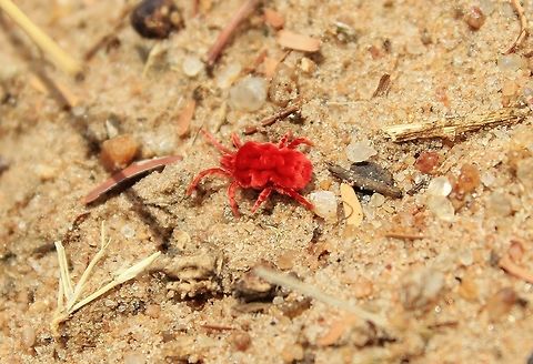 Red Velvet Mite - Colors from Fine Nature We call this tick a Red Velvet Rain Tick, but I am convinced it is not the proper name ... I would love to know what it is.  Just found out it is actually Red Velvet Mite.  

These guys only come out after the first rains of summer.  It is striking in colorful red and velvet fine hairs.  As far as I know, it is pretty harmless to man.   Geotagged,Namibia,Spring,Trombidiidae,arachnids,insect,rain,red,tick,velvet