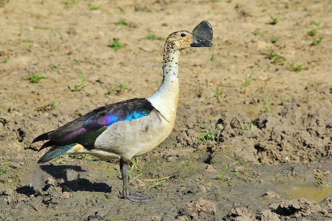 Knob-billed duck - Aerodynamics in Nature The species name says it all.  A tremendous &quot;Knob&quot; on a duck&#039;s beak.  This growth is rather thin viewed front on, and thus it provides very little wind resistance when this bird is in flight.  If anything, one would think that it might provide more agility when turning, almost like an airplane&#039;s tail rudder.   Geotagged,Knob-billed duck,Namibia,Sarkidiornis melanotos,Summer,comb,duck,funny,iridescent,purple,strange,unique,vibrant