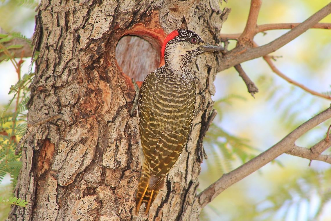 Golden-Tailed Woodpecker - Nature's Carpenter A Golden-tailed Woodpecker female (the male has a short red streak from beak to under the eye) poses with her nest carved out of a wild Weeping Wallow tree.  Needless to say, the colors are striking and rather well camouflaged.  It is not easy to distinguish between species, but in this case I was fortunate for the perfect pose where one an see the face clearly.   Campethera abingoni,Geotagged,Golden-tailed woodpecker,Namibia,Spring,beautiful,colorful,golden,hole,nest,red,tree