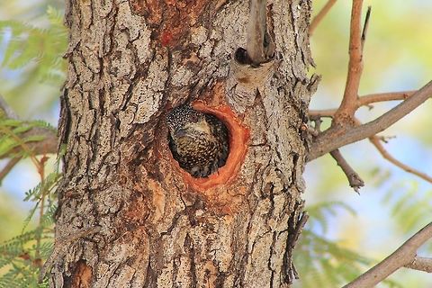 Golden-tailed Woodpecker - Staying Home A female Golden-tailed Woodpecker, safely in her nest, camouflaged to perfect extends.  Photographed in the wilds of Namibia, southwestern Africa.  Campethera abingoni,Geotagged,Golden-tailed woodpecker,Namibia,Spring,golden,golden-tailed,home,nest,woodpecker