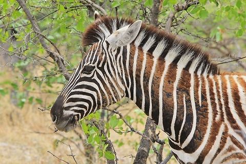 Burchell's Zebra foal - Shedding Gold This photograph shows how a Burchell's Zebra foal is in the process of "shedding" its "baby clothes" as it is turning into the adulthood lane.  It is amazing how nature works and how patterns and colors play its role in evolution and growth.  Photographed in Namibia, southwestern Africa.  Burchell's zebra,Geotagged,Namibia,Summer,colors,foal,growth,shed,stripes,zebra