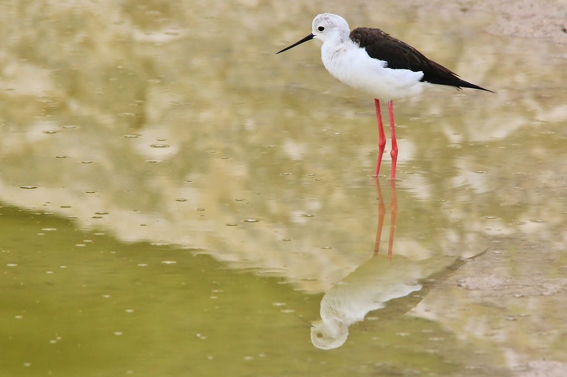 Black-winged Stilt - Reflection of Habitat and Life A Black-winged Stilt poses for a photograph with its reflection on apparent golden water.  As seen in Namibia, southwestern Africa.  Black-winged Stilt,Geotagged,Himantopus himantopus,Namibia,Summer,avian,golden,reflection,water