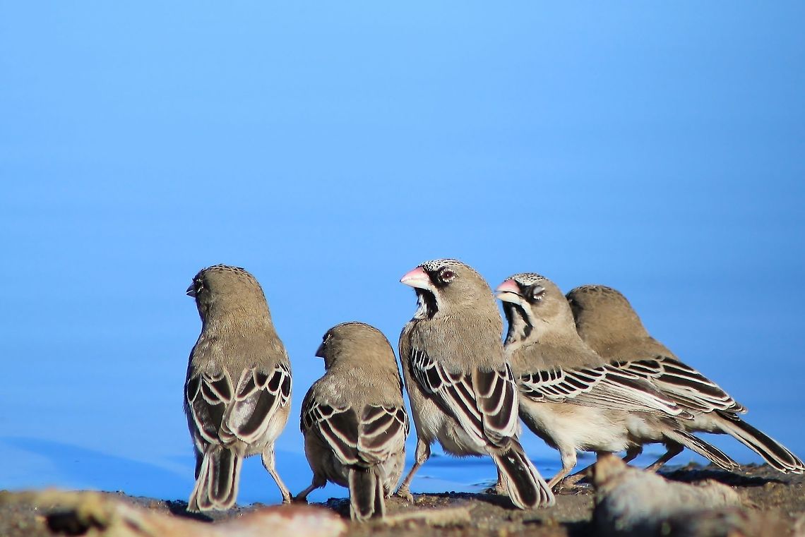 Scaly-feathered Finch - Busy Friends A small group of Scaly-feathered Finch visit a watering hole.  These guys are quick and very active, feeding on grass seeds etc.  In my local language we call them &quot;Preacher&#039;s Bird&quot;, I guess mostly because of the plumage that reflects dress code of religious men.  Similar to the Secretary&#039;s bird&#039;s plumage used to describe a &quot;Secretary&quot;.   Fall,Geotagged,Namibia,Scaly-feathered weaver,Sporopipes squamifrons,blue,cute,flock,grey,markings