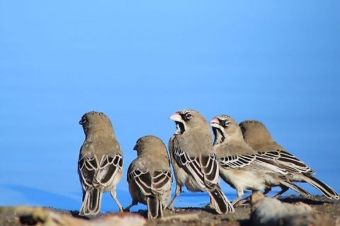 Scaly-feathered Finch - Busy Friends A small group of Scaly-feathered Finch visit a watering hole.  These guys are quick and very active, feeding on grass seeds etc.  In my local language we call them "Preacher's Bird", I guess mostly because of the plumage that reflects dress code of religious men.  Similar to the Secretary's bird's plumage used to describe a "Secretary".   Fall,Geotagged,Namibia,Scaly-feathered weaver,Sporopipes squamifrons,blue,cute,flock,grey,markings