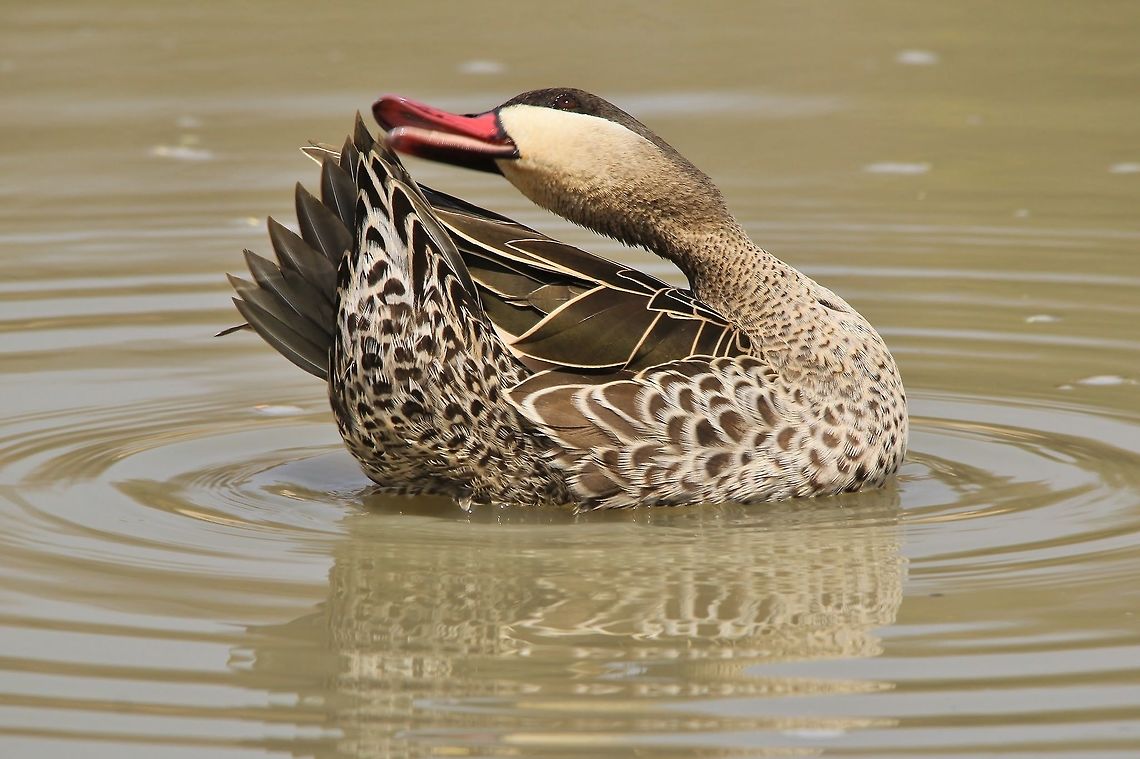 Red-billed Teal - Grooming Beauty A Red-billed Teal male grooms his feathers while on a calm pool.  I will add another photo whereby one can identify the sex (a single golden feather under the wing).  Needless to say, this water bird is rather well adapted to its surroundings color wise.  <br />
<br />
<figure class="photo"><a href="https://www.jungledragon.com/image/26473/red-billed_teal_-_pride_of_plumage.html" title="Red-billed Teal - Pride of Plumage"><img src="https://s3.amazonaws.com/media.jungledragon.com/images/2011/26473_thumb.JPG?AWSAccessKeyId=05GMT0V3GWVNE7GGM1R2&Expires=1759968010&Signature=3Vfi0FNWLVZJAkZc%2Be3ro%2Brbh00%3D" width="200" height="134" alt="Red-billed Teal - Pride of Plumage A male Red-billed Teal showing off its plumage in a proud display.  Note the single golden feather under the wing, indicative of a male.  Anas erythrorhyncha,Geotagged,Namibia,Red-billed Teal,Winter,funny,golden,plumage,proud" /></a></figure><br />
The single golden feather under the wing, indicative of a male.   Anas erythrorhyncha,Geotagged,Namibia,Red-billed Teal,Winter,funny,groom,water,water bird