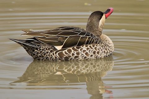 Red-billed Teal - Pride of Plumage A male Red-billed Teal showing off its plumage in a proud display.  Note the single golden feather under the wing, indicative of a male.  Anas erythrorhyncha,Geotagged,Namibia,Red-billed Teal,Winter,funny,golden,plumage,proud