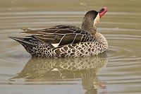 Red-billed Teal - Pride of Plumage A male Red-billed Teal showing off its plumage in a proud display.  Note the single golden feather under the wing, indicative of a male.  Anas erythrorhyncha,Geotagged,Namibia,Red-billed Teal,Winter,funny,golden,plumage,proud