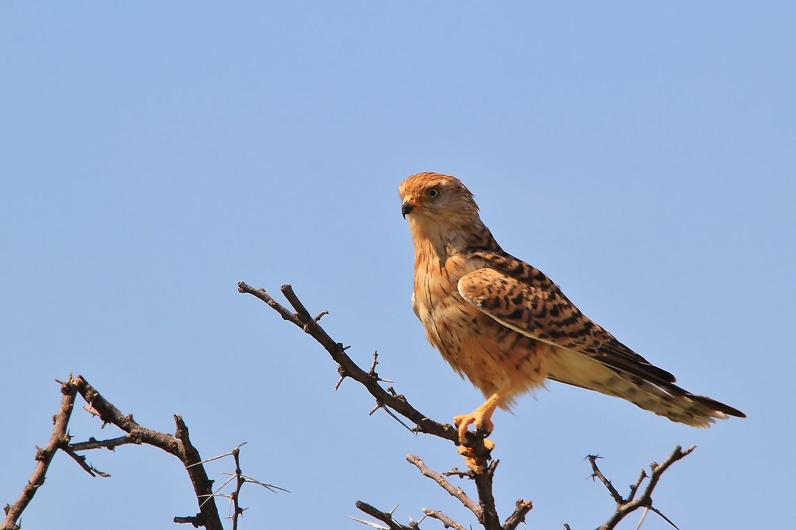 Greater Kestrel - Raptor Pride A Greater Kestrel poses on a thorn bush branch, overlooking its territory.  The other name for this bird is "White-eyed Kestrel", and this image shows why.  If one focuses in, the rather whitish eye can be seen.   Falco rupicoloides,Geotagged,Greater Kestrel,Namibia,Summer,brown,plumage,proud,raptor,tawny,white eye,yellow