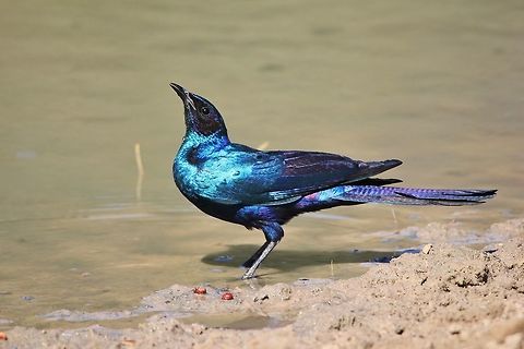 Black-eared Starling - Iridescent Plumage A Black-eared Starling, or Burchell's Glossy Starling, is much bigger in size than the normal Glossy Starling.  Also, it has a distinctive black eye and black ear patch whereas other Starlings in the area has yellow eyes.  

http://www.jungledragon.com/image/26535/burchells_glossy_starling_-_feathers_of_blue.html
A Burchell's Glossy Starling among Glossy Starlings

Needless to say, the iridescent blue and purple plumage is gorgeous.   Burchells starling,Geotagged,Greater blue-eared starling,Lamprotornis australis,Lamprotornis chalybaeus,Namibia,Winter,blue,iridescent,purple