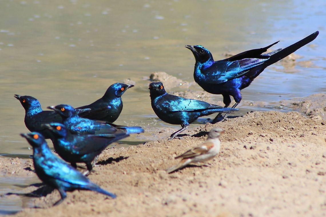 Burchell's Glossy Starling - Feathers of Blue A Burchell&#039;s Glossy Starling, or Black-eared Starling among a flock of Glossy Starlings.  Here one can see how the size and eye color difference is present between the two species.  Oddly enough, there is confusion between the two species.   Burchells starling,Fall,Geotagged,Glossy Starling,Lamprotornis australis,Namibia,Starling,blue,flock,irridescent