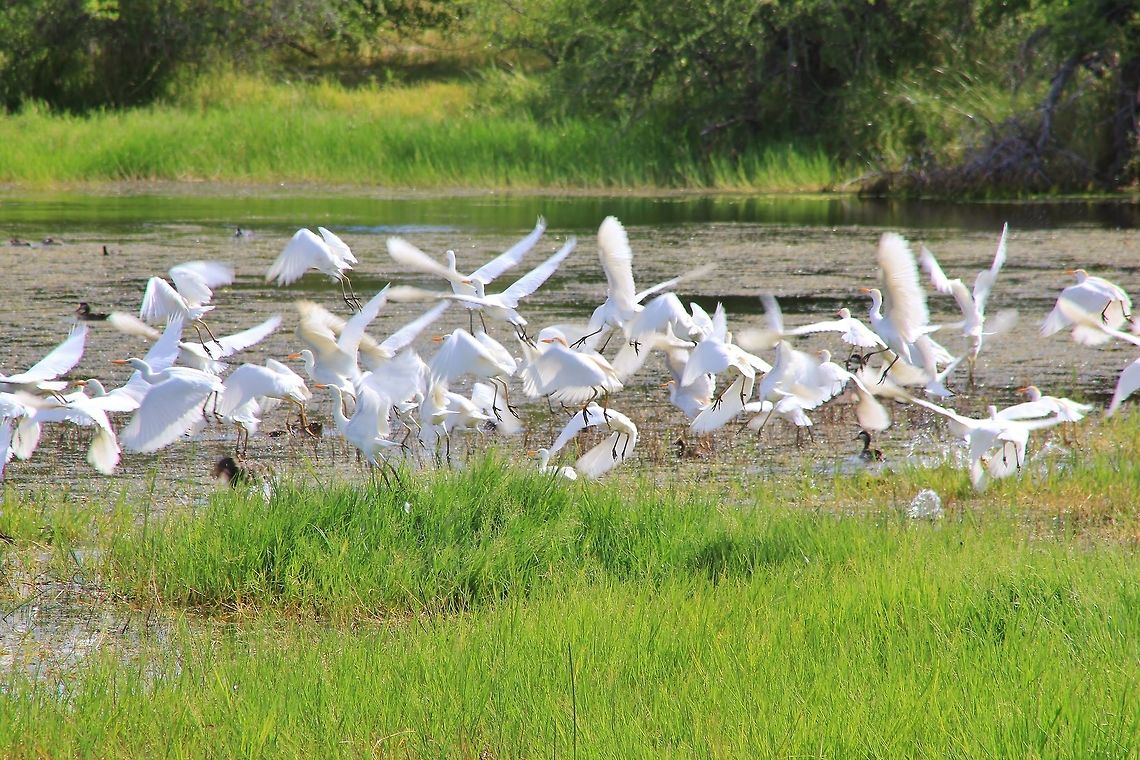Cattle Egret - Flying White A flock of Cattle Egret gather around a natural pan, waiting for &quot;cattle&quot; and other creatures that have ticks and flies and such to prey upon.  These birds are smart.  If the &quot;host species&quot; cant be found, wait for them at a place which they have to visit.   Bubulcus ibis,Cattle Egret,Geotagged,Namibia,Summer,action,flock,fly,water,white