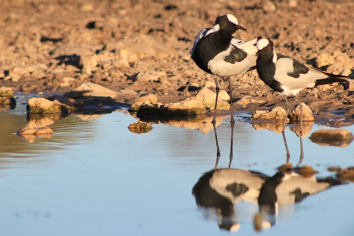 Blacksmith Plover - Paired Life A pair of Blacksmith Plovers (and their reflections) visit a watering hole.  These birds are normally (99%) seen in pairs.  Thus their social structures must be strong with both parents also caring for the young.   Blacksmith Lapwing,Fall,Geotagged,Namibia,Vanellus armatus,blue,mates,pair,reflection,together,water
