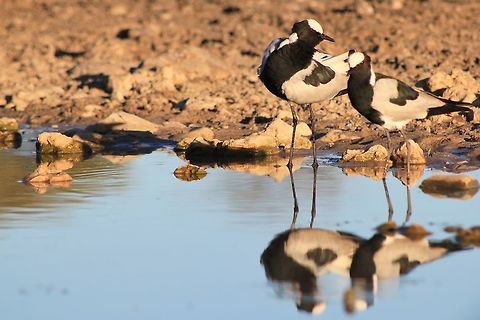 Blacksmith Plover - Paired Life A pair of Blacksmith Plovers (and their reflections) visit a watering hole.  These birds are normally (99%) seen in pairs.  Thus their social structures must be strong with both parents also caring for the young.   Blacksmith Lapwing,Fall,Geotagged,Namibia,Vanellus armatus,blue,mates,pair,reflection,together,water