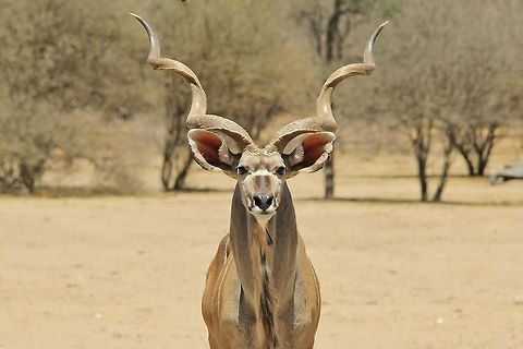 Kudu Bull - Majestic A grand, Greater Kudu bull poses for the camera.  Its cousin, the Lesser Kudu, looks pretty much the same, except that it is much smaller in size.  

One can judge the age of a Kudu bull by the way its horns turn.  This guy, for example, is fully mature and estimated at 12 years old.  His horn tips point forwards, and then out again (which is rather rare and a true sign of his age).  He will now start to deteriorate in condition over the next few years.  Depending on the rainy season (food availability), he will live another 3 years max.  

http://www.jungledragon.com/image/26624/kudu_bull_calf_-_horns_and_age.html
A 7 month old bull, horns about 2 inches showing.  This guy is weaned, but will remain with his mother and herd for the next 2 years at least.

http://www.jungledragon.com/image/26621/kudu_bull_-_horns_and_age.html
A 15 month of bull with his horns starting into the first turn / spiral. 

http://www.jungledragon.com/image/26622/greater_kudu_bull_-_age_of_horns.html
A bull with its horns turning into the second spiral, making him 30 months old. 

http://www.jungledragon.com/image/26623/greater_kudu_bull_-_age_of_horns.html
A 70 month old bull, nearly considered fully mature.  Once the tips turn forwards, he is done growing.  Geotagged,Greater Kudu,Namibia,Spring,Tragelaphus strepsiceros,bull,focus,grand,horns,impressive,spiral,stare