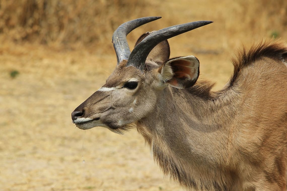 Kudu bull - Horns and Age A Greater Kudu bull with his horns just starting to go into its first spiral.  One can determine age by the shape of the horns.  Thus, this bull is 15 months old.  Note how this rather bland coloration blends in perfectly with the surroundings.  Geotagged,Greater Kudu,Namibia,Tragelaphus strepsiceros,Winter,bull,coloration,horns,spiral,water