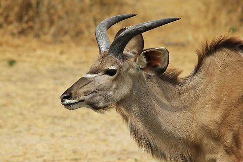 Kudu bull - Horns and Age A Greater Kudu bull with his horns just starting to go into its first spiral.  One can determine age by the shape of the horns.  Thus, this bull is 15 months old.  Note how this rather bland coloration blends in perfectly with the surroundings.  Geotagged,Greater Kudu,Namibia,Tragelaphus strepsiceros,Winter,bull,coloration,horns,spiral,water