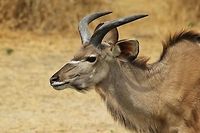 Kudu bull - Horns and Age A Greater Kudu bull with his horns just starting to go into its first spiral.  One can determine age by the shape of the horns.  Thus, this bull is 15 months old.  Note how this rather bland coloration blends in perfectly with the surroundings.  Geotagged,Greater Kudu,Namibia,Tragelaphus strepsiceros,Winter,bull,coloration,horns,spiral,water