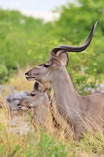 Greater Kudu Bull - Age of Horns A Greater Kudu bull with his horns turning into the second spiral, making him 30 months old.  Geotagged,Greater Kudu,Namibia,Summer,Tragelaphus strepsiceros,age,alert,bull,curious,horns