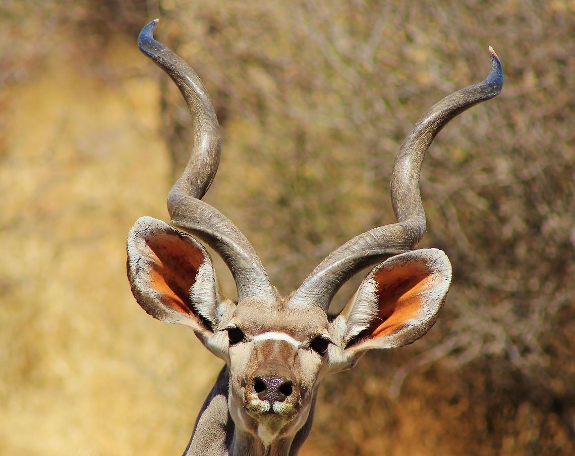 Greater Kudu Bull - Age of Horns An alerted Greater Kudu bull with its enormous ears stares into the lens (which caused the disturbance). <br />
<br />
This bull's horns are nearly "complete" / finished growing.  With 3 spirals done, all that is left is for the very tips to turn forwards before this bull is considered fully mature.  Thus I would conclude this bull is just under 6 years old (70 months).   Geotagged,Greater Kudu,Namibia,Tragelaphus strepsiceros,Winter,alert,curious,ears,horns,pose