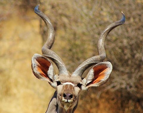Greater Kudu Bull - Age of Horns An alerted Greater Kudu bull with its enormous ears stares into the lens (which caused the disturbance). 

This bull's horns are nearly "complete" / finished growing.  With 3 spirals done, all that is left is for the very tips to turn forwards before this bull is considered fully mature.  Thus I would conclude this bull is just under 6 years old (70 months).   Geotagged,Greater Kudu,Namibia,Tragelaphus strepsiceros,Winter,alert,curious,ears,horns,pose
