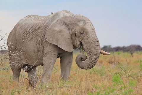 African Elephant Bull - Wise Survivor This old African Elephant bull was photographed in Namibia, southwestern Africa.  In the specific region where this old guy lives, there is a potassium and phosphate lack, which causes a calcium deficiency.  Thus the Elephants in this area has poor and brittle tusks, breaking off easily.  

Elephants, like man, has a preferred side that it uses ... they are either left or right "tusked" (similar to how man is either left or right handed).  Which means they would prefer to use one of the tusks much more than the other.  

Old Elephant bulls like this is post reproductive.  He will want to live completely on his own and will have no interest in breeding rights any more.  Sometimes these old bulls will join up with younger bulls, or other old guys.  They will not remain together forever, and can go their separate ways after just a few moths.  

I would guess this bull to be around 58 - 60 years old, nearing the end of his life.  The thick upper trunk, worn out tusk, really wrinkled facial skin and sagging belly all indicative of old age.  If one could see his track, it would be really rough with loads of deep "cuts" and rough texture to it (this is the best way to judge an Elephant's age, besides studying the molars).   African bush elephant,Geotagged,Loxodonta africana,Namibia,Summer,bull,free,ivory,old,trunk,tusk,wild,wildlife,wise