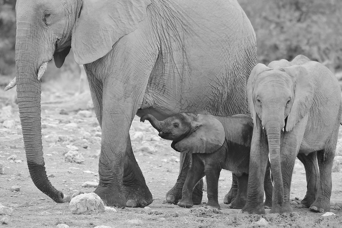 African Elephant - The Wonder of Milk A two month old African Elephant calf tries to nurse from its mother, as seen in the wilds of Namibia, southwestern Africa.  (Photographed in Black and White / Monochrome)<br />
<br />
Elephant breeding herds are led by a lead cow, known as a Matriarch.  The herd is made up of her daughters and sisters, and their daughters and sisters ... and so forth.  Bulls are tolerated in the herd as calves only, to around the teenager stage when hormones start kicking in.  <br />
<br />
An Elephant cow has a gestation period of 22 months, and calves might suckle up to 3 or 5 years (depending on food availability).  This image shows the young calf, and its older sister (both calves of the same cow mother).  This little group will stay together like this for many years, with additions of new calves joining their ranks.  <br />
<br />
Research studies have shown that when calves are very small (like this one), the mother will stay within a 2 km radius of established watering holes.  Family life within the Elephant herds are very social, bound and structured with discipline guiding youngsters.  <br />
<br />
 African bush elephant,Geotagged,Loxodonta africana,Namibia,Summer,baby,black and white,calf,cute,family,herd