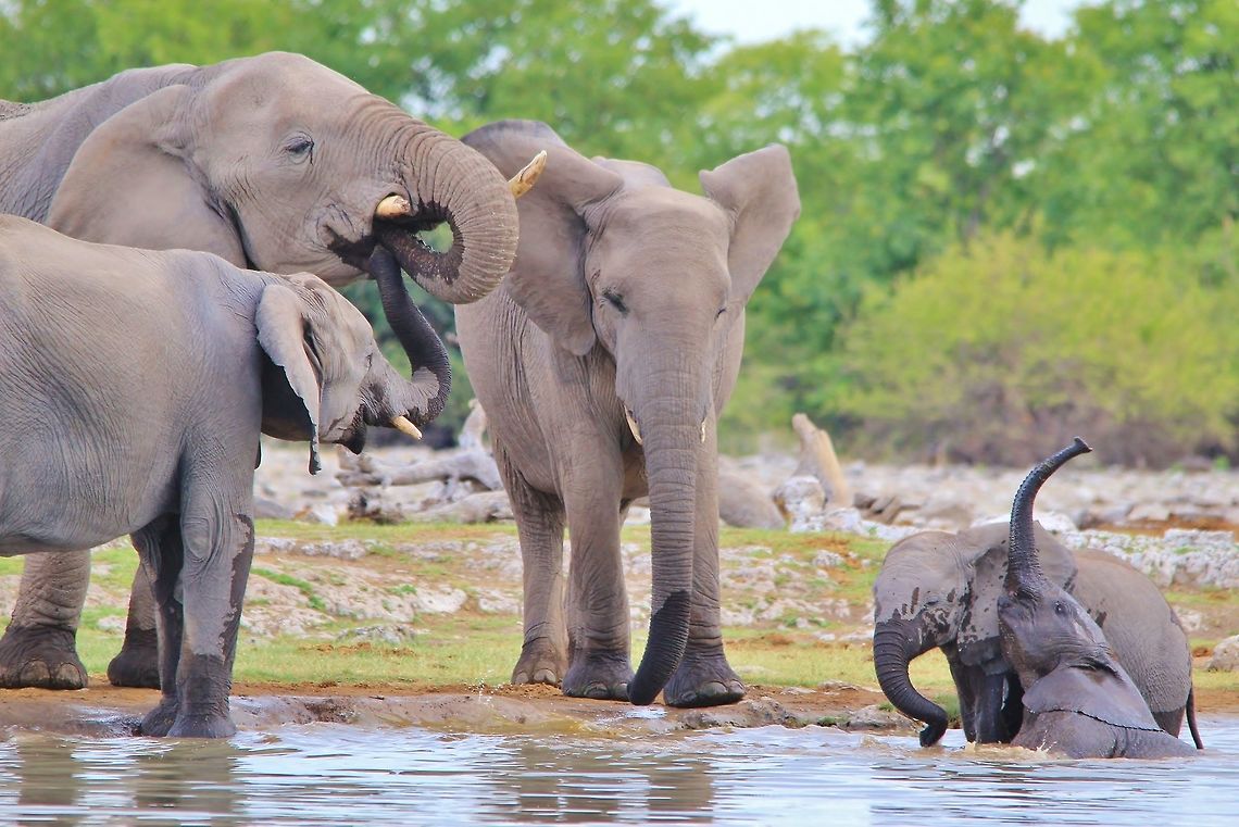 African Elephant - Pool Play A small family of African Elephant visit a watering hole, as seen in the wilds of Namibia, southwestern Africa.<br />
<br />
The old cow (biggest in picture) with all her daughters and one grand-child.  Family life within Elephant herds is a thing of beauty.  Here two small calves (one belonging to the old cow, and the other to the old cow's oldest daughter, standing to her left) play with great joy in cooling and refreshing water.  In the mean time, the old cow's teenage daughter tries to steal a sip of mom's water (under the assumption that everything mom eats of drink, must be good).  An active scene with content and pleasure filling these beasts of greatness.   African bush elephant,Geotagged,Loxodonta africana,Namibia,Summer,calves,cow,enjoy,fun,funny,ivory,joy,pleasure,trunk,tusks
