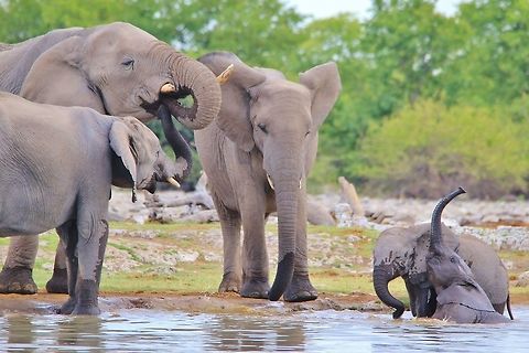 African Elephant - Pool Play A small family of African Elephant visit a watering hole, as seen in the wilds of Namibia, southwestern Africa.

The old cow (biggest in picture) with all her daughters and one grand-child.  Family life within Elephant herds is a thing of beauty.  Here two small calves (one belonging to the old cow, and the other to the old cow's oldest daughter, standing to her left) play with great joy in cooling and refreshing water.  In the mean time, the old cow's teenage daughter tries to steal a sip of mom's water (under the assumption that everything mom eats of drink, must be good).  An active scene with content and pleasure filling these beasts of greatness.   African bush elephant,Geotagged,Loxodonta africana,Namibia,Summer,calves,cow,enjoy,fun,funny,ivory,joy,pleasure,trunk,tusks