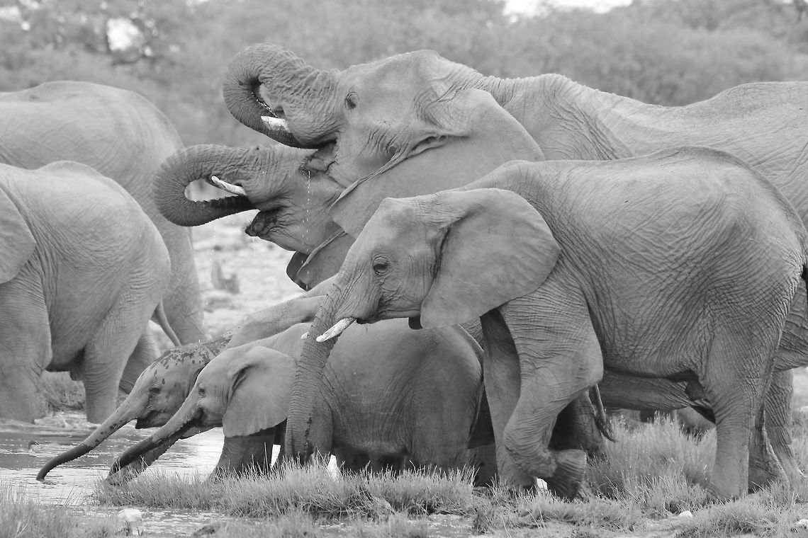 African Elephant - Trunks for All A herd of African Elephants visit a watering hole in the wilds of Namibia.  In Black and White (Monochrome).<br />
<br />
The trunk is an Elephant's most used, most valued tool without doubt.  It is agile, filled with thousands upon thousands of muscles and used daily for basically everything.  It is versatile enough to pick up a single leaf off the ground, yet tough enough not to be pricked by thorns or breaking branches.  With this image I am trying to convey this fantastic creation through the vein of life ... water.  Elephant can drink daily, but in dryer conditions, have adapted to drinking once every 3 or 4 days.  Adapt or die trying.  African bush elephant,Geotagged,Loxodonta africana,Namibia,Summer,black and white,calf,cow,cute,family,herd,trunk