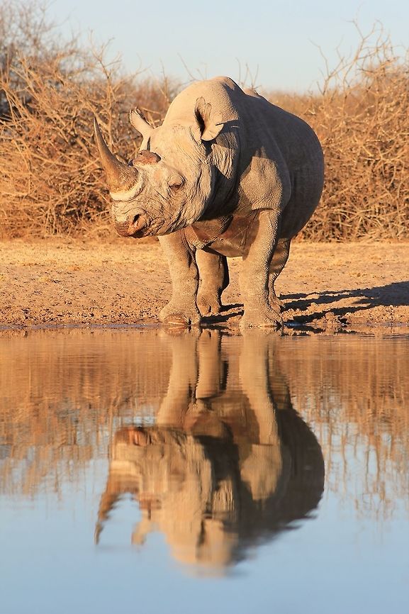 Black Rhino - Reflection of an Icon A Rare and Endangered Black Rhino bull stares into the distance with his reflection showing on water.  <br />
<br />
Bulls are territorial and will mark their &quot;area&quot; with urine sprayed onto bush and trees.  Although eyesight is poor, this unique animal relies on its power, strength and &quot;storm into&quot; philosophy.  With poaching increasing on a daily basis, this specific species faces immediate threat to survival.  <br />
<br />
Although the horn is used for medicinal practices, it has been proven (scientifically) that there is no such value or purpose for this.  <br />
<br />
This bull (called Bravo) weighs around 2000 kg.  An impressive beast to say the least.  He is around 30 years old and the end is in sight.  Yet, without question, his last days will be within the safety that all animals deserve.  (He has his own Anti Poaching Unit assigned to him as his territory is shrinking due to age, and threat of poaching is thus higher.)   Black rhinoceros,Diceros bicornis,endangered,horn,icon,iconic,impressive,pachyderm,power,rare,rare and endangered,reflection,species,striking,strong,valuable,wild,wildlife