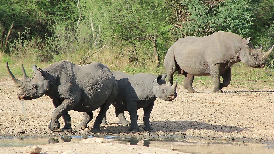 Black Rhino - In Honor of Greatness This shot is rather rare.  It shows a complete family.  In the front, a gorgeous long-horned cow called &quot;MK&quot;, with her 3 year old calf next to her.  In the back, a bull.  <br />
<br />
It is with the greatest of regret and sorrow that I now announce the death of Mk due to poachers.  The only way to honor her is through this picture.   Black rhinoceros,Diceros bicornis,bull,calf,cow,endangered,family.,gorgeous,horn,icon,iconic,rare,wild,wildlife