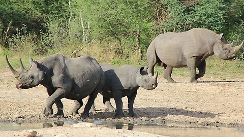 Black Rhino - In Honor of Greatness This shot is rather rare.  It shows a complete family.  In the front, a gorgeous long-horned cow called "MK", with her 3 year old calf next to her.  In the back, a bull.  

It is with the greatest of regret and sorrow that I now announce the death of Mk due to poachers.  The only way to honor her is through this picture.   Black rhinoceros,Diceros bicornis,bull,calf,cow,endangered,family.,gorgeous,horn,icon,iconic,rare,wild,wildlife