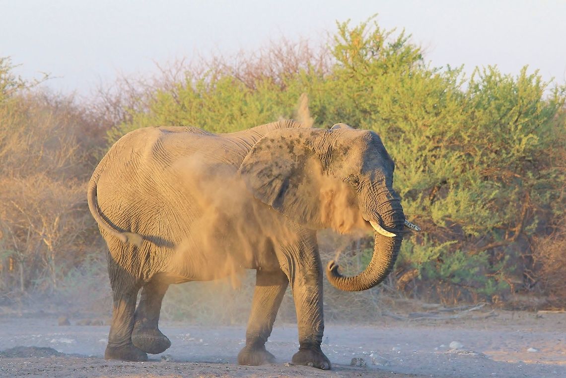 African Elephant - Dusting off Time An African Elephant cow takes a dust &quot;shower&quot;.  Although it is hard to belief, these magnificent creatures do this to protect their skins from UV rays and pests.  With the skin around 1 - 2 cm thick, it is hard to understand how ticks and such can cause irritation to these pachyderms.  Yet they do.<br />
<br />
This specific cow is very old ... her dipping back (spine), thickness of upper trunk and rather hanging belly indicate this.  To judge an elephant cow&#039;s age by tusks can be very tricky as they do not grow thick and heavy like a bull&#039;s.  <br />
<br />
Note how she also scratches her back leg ... an itch.  Considering all the aspects in this photograph, one can easily compare her behavior to that of man&#039;s.  And that is what makes Elephants special (even Holy in some countries).   Africa,African bush elephant,Geotagged,Loxodonta africana,Namibia,Spring,cow,dust,dust bath,funny,ivory,old,scratch,spray,trunk