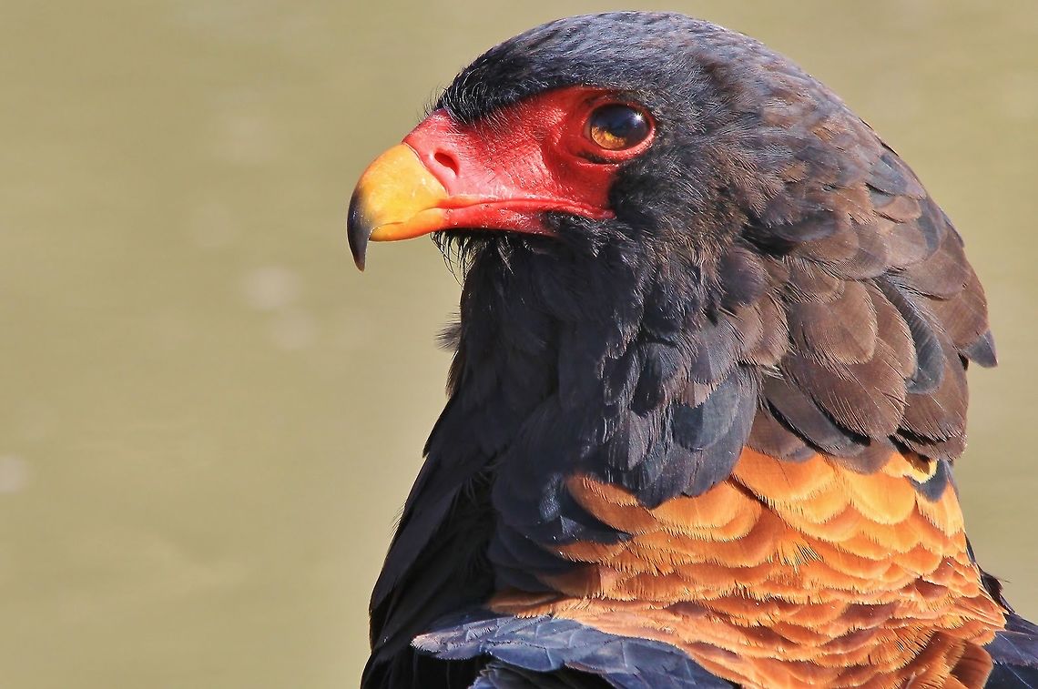 Bateleur Eagle - Golden Pose An adult Bateleur Eagle poses for a shot.  <br />
<br />
With a much shorter tail than other eagles or raptors for that sake, this beauty is named after an acrobat (French word for tight-rope walker - Bateleur).  Within the description of this species, you will see it refers to the tipping wings for this naming.  But I have been taught it because of the short tail.<br />
<br />
Although this photo does not show the tail, he still reflects the grandeur that only an Eagle can.  Forever symbolized on the Namibian 1 $ coin, this beauty is known and respected by all.  <br />
<br />
Being rather aggressive and dominate around watering holes, appearances are always deceiving.  These eagles can and will fight to the bitter end in order to protect their water resources.  <br />
<br />
Photographed in the wilds of Namibia, southwestern Africa.   Bateleur,Namibia,Terathopius ecaudatus,beak,bird,black,color,eagle,golden,icon,iconic,magnificent,majestic,markings,orange,powerful,raptor,red,represent,sharp