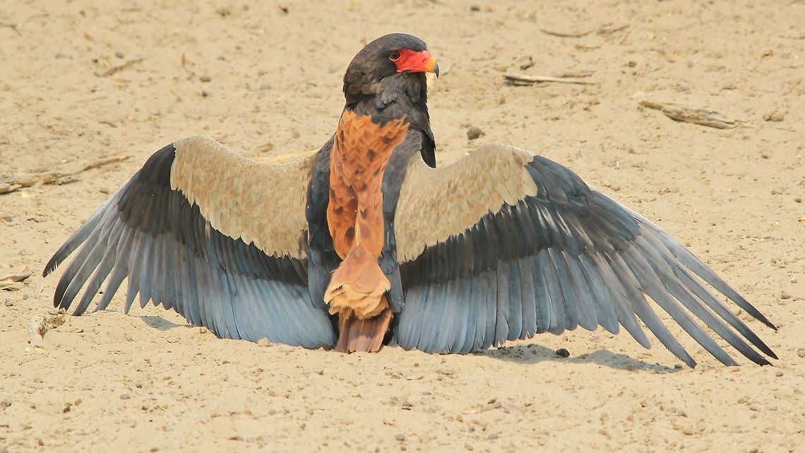 Bateleur Eagle - Shortest tail on the block An adult Bateleur Eagle poses with wings spread.  This behavior is common with this species.  They will spread their wings to either dry off, or to warm up during cold winter mornings. <br />
<br />
In this photo one can also clearly see the very distinct short tail of this raptor.  As described in other photographs of this eagle, this is where the name originates from (Bateleur, in French - Acrobat or Tight-rope walker using balance).   Bateleur,Geotagged,Namibia,Terathopius ecaudatus,Winter,beak,beautiful,black,color,fantastic,golden,icon,magnificent,majestic,red,splendor,strong,tail,wings,wonder