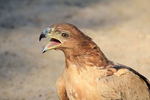 Tawny Eagle - Golden Nature An adult Tawny Eagle in blur and motion as it drinks water.  

Here one can see actually how big the beak can open to.  Although it is difficult to compare or comprehend size in a photograph, I can guarantee that this eagle will easily swallow a whole mice down its throat.  

The Tawny Eagle is adapted in color to its surroundings, mostly in the Savanna.  Camouflage is one of the greatest attributes a predator can have.  Prey will have difficulty differentiating a Tawny in approach as its plumage will blend in with the color of sand and bush.  

This specific eagle has actually swallowed some sand during its drinking process.  One can see the little clump right in the middle of his lower beak.  I have another photograph (much more blurred than this one) whereby he spits out the sand.  It was a funny moment.  One always think of eagles as precise, but even they slip up sometimes.  Aquila rapax,Geotagged,Namibia,Tawny Eagle,Winter,beak,drink,eagle,free,freedom,golden,inspire,magnificent,majestic,raptor,water