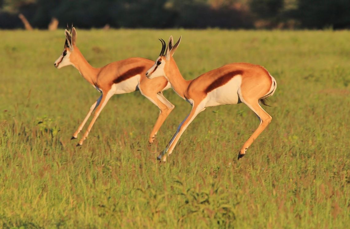 Springbok - Double Jump A pair of Springbok jump into the air simultaneously.  As seen in the wilds of Namibia, southwestern Africa. <br />
<br />
Springbok antelope - the name implies that they jump, or spring a lot - in Dutch and Afrikaans.  This lovely antelope is extremely tough and appearances are deceiving.  They can survive without water for up to 4 days.  A rarity.  They are adapted to desert environments, and this photo does not do true justice to their real natural surroundings (they are supposed to be in the desert).  <br />
<br />
Springbok is also the National Emblem of the South African rugby team - The Springboks.  This in-itself stamps out the authority and love that this species has in Southern Africa.  <br />
<br />
The ram&#039;s horns are thicker than the ewes - so in this photo I would say the one closest to us is a young ram, probably with its mother ewe in the back.  He is about to be kicked out of the herd by the dominant ram. <br />
<br />
When it comes to mating, Springbok are rather unusual.  A territorial ram will claim his &quot;area&quot;.  When a herd moves through it, he will mate.  Once the herd is out of his territory, he will not follow the herd and rather allow the next territorial ram to take care of the herd. <br />
<br />
  Africa,Antidorcas marsupialis,Geotagged,Namibia,Springbok,Summer,action,beautiful,blur,desert-adapted,fantastic,free,horns,jump,magnificent,markings,motion,pair,plain,speed