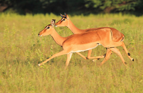 Impala run - Focused on Freedom A pair of Common Impala ewes run across an open field, as seen in the wilds of Namibia, southwestern Africa. 

Besides the obvious motion and blur within this photograph, I like this shot because of the companionship that this species exerts.  The herd will remain together in a close family unit.  Rams are dominant and "outside" rams will compete with the herd ram for dominance and mating rights.  The females will remain together always.  Even if they give birth to a lamb ewe, that baby will remain with the herd also.   Similar to how Elephants form their families.  

Scent glands are located under the eye (in the case of rams) and at the back of the heel.  In this photograph you can clearly see that gland on this closest ewe.  That black patch above her hoof (guess you can describe it as above her heel) holds the scent gland.  As she walks through the bush, that gland leaves traces of scent for rams and the rest of her herd to pick up.  A truly magnificent adaptation that the majority of antelope species holds.  

Dominant rams will mark their territory by rubbing their faces on branches and bush within their area (the scent gland under the eye holds the chemicals that sends a message to one and all other Impalas).  Common Impala,Fall,Geotagged,Impala,Namibia,action,antelope,beautiful,blur,ewe,fantastic,grass,green,inspire,magnificent,majestic,mammal,motion,nature,orange