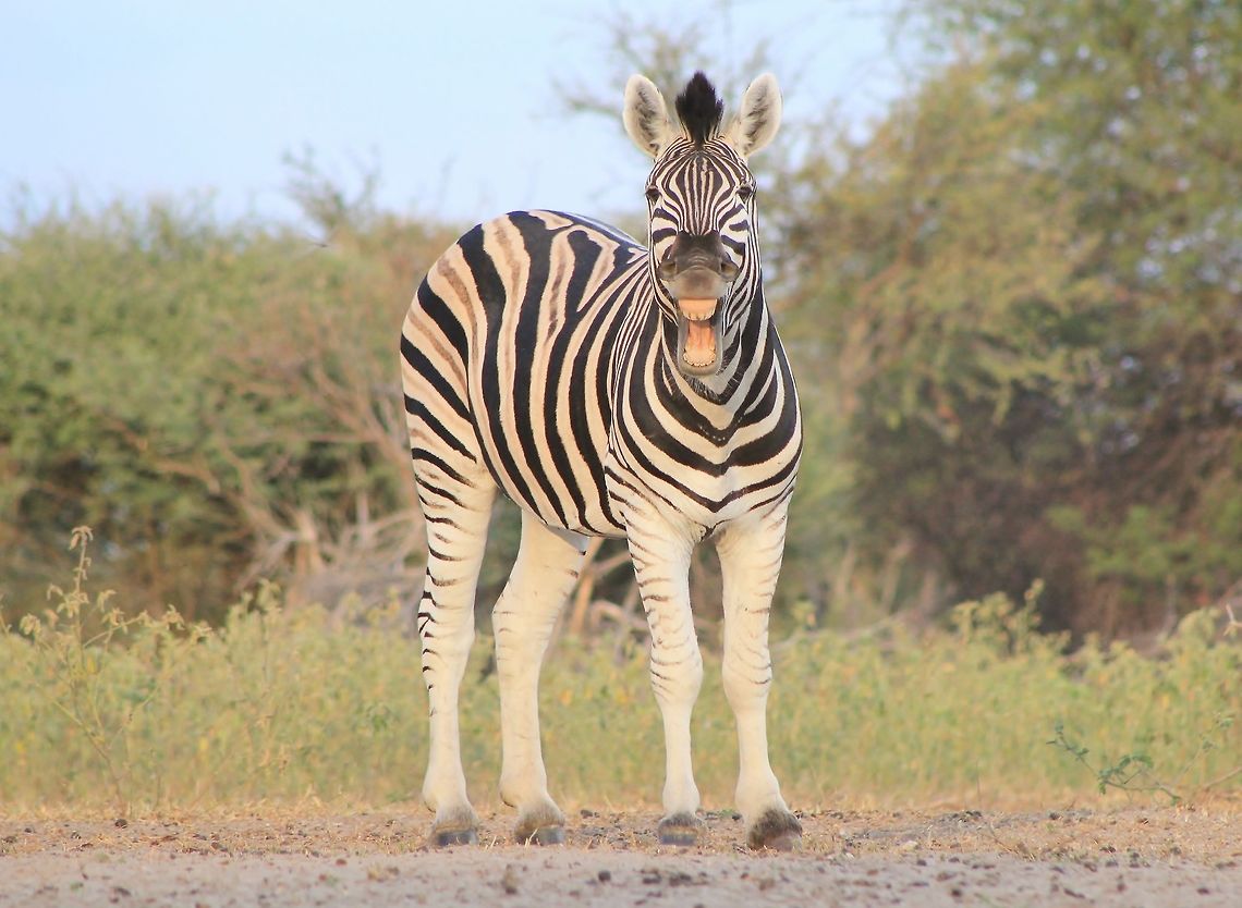 Zebra Flehmen - Calling all Ladies A Burchell&#039;s Zebra stallion exposes his pearly whites in a natural process called flehmen.  <br />
<br />
Flehmen is a German word which describes the action of an animal analyzing the scent signal of a female (if she is receptive or not).  Although this stallion is photograph alone, he did &quot;laugh&quot; (flehmen) only after visiting a few mares nearby.  <br />
<br />
It is a hilarious act, that is rather often seen within many different species of animals.  <br />
<br />
Zebra stallions can be very cruel too.  Once a dominant stallion is beaten in a fight for dominance over a herd, he will most likely kill all stallion foals.  So as to &quot;wipe&quot; the genes of his defeated competitor from the earth, forcing the mares into ovulating sooner than usual.  Thus he will be able to reproduce his own offspring ensuring the survival and future existence of his own genes.  <br />
<br />
What the Animal Kingdom tells us on a regular basis is this : Survival of the fittest, sex is very normal and freedom is purely fantastic !!! Burchells zebra,Equus quagga burchellii,Geotagged,Namibia,Summer,beautiful,black,color,dominate,expose,fantastic,flehmen,free,funny,gorgeous,humor,iconic,instinct,markings,natural